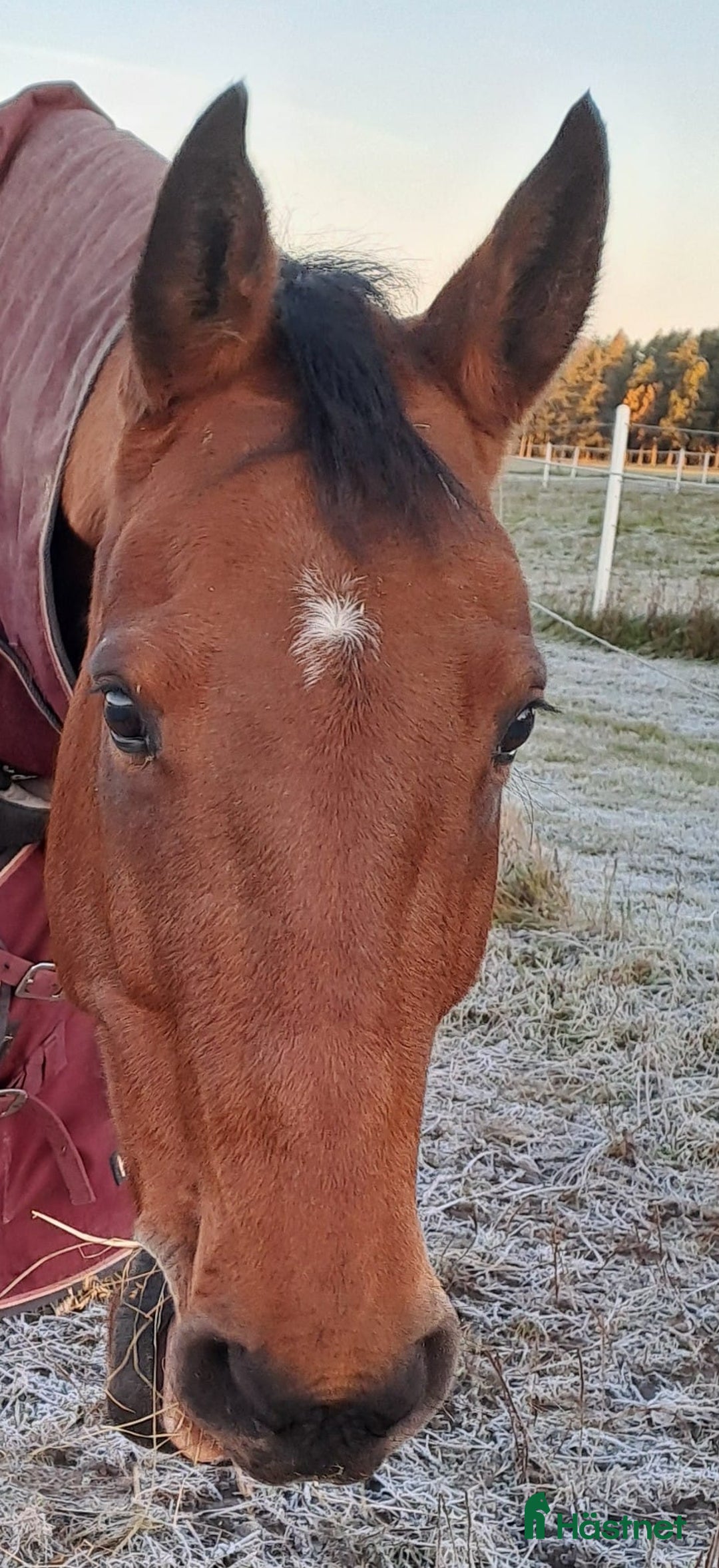 Allround hästar till salu: Mysig Halvblods valack  i Götene - Annons 1