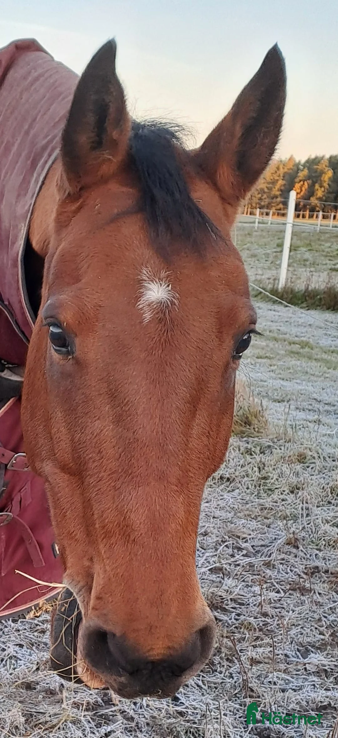 Allround hästar till salu: Mysig Halvblods valack  i Götene - Annons 1