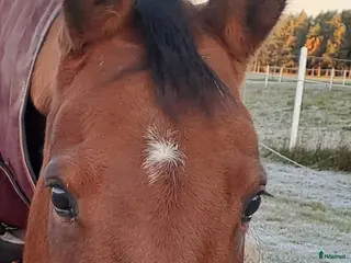 hästar Mysig Halvblods valack i Götene - Annons 8