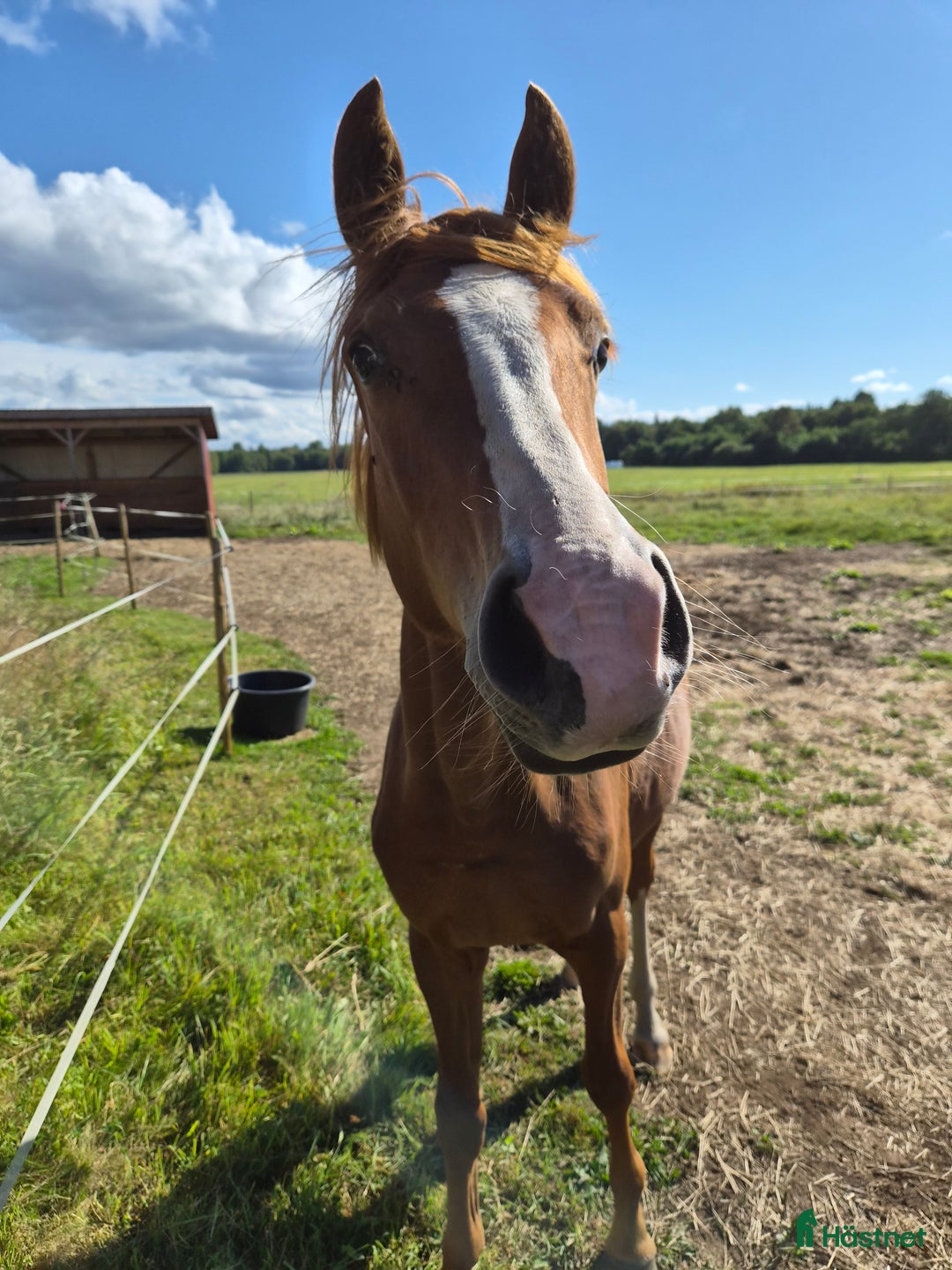 Dressyr hästar till salu: AKUT platsbrist! Super fin åring -SÅLD i Lammhult - Annons 3