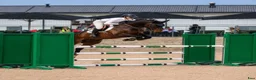 Hoppning hästar till salu: 140+ Scope och gentleman! - Annons 9