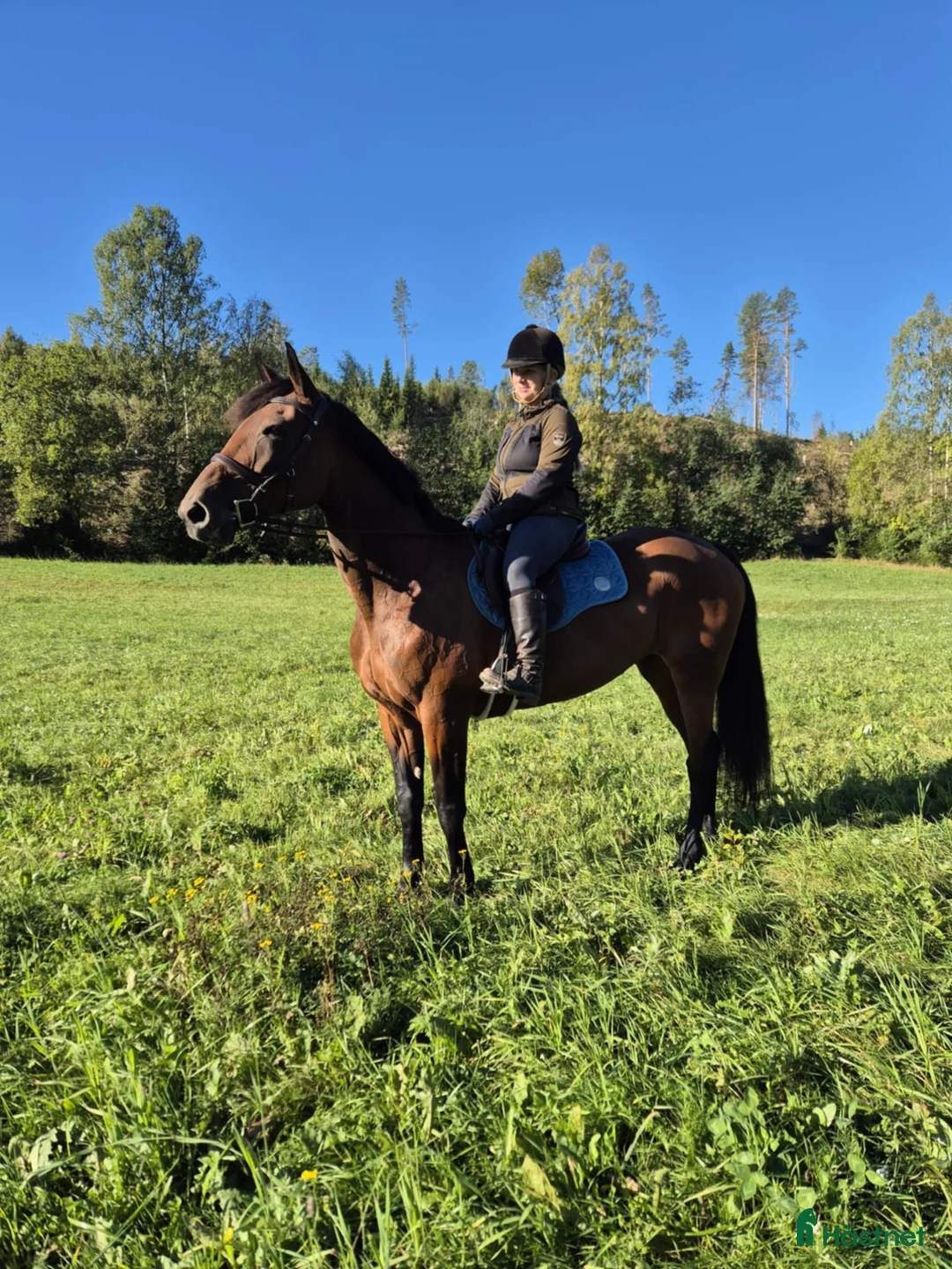 Avelshästar hästar till salu: Fint avelssto/allroundhäst med toppstam - Annons 2