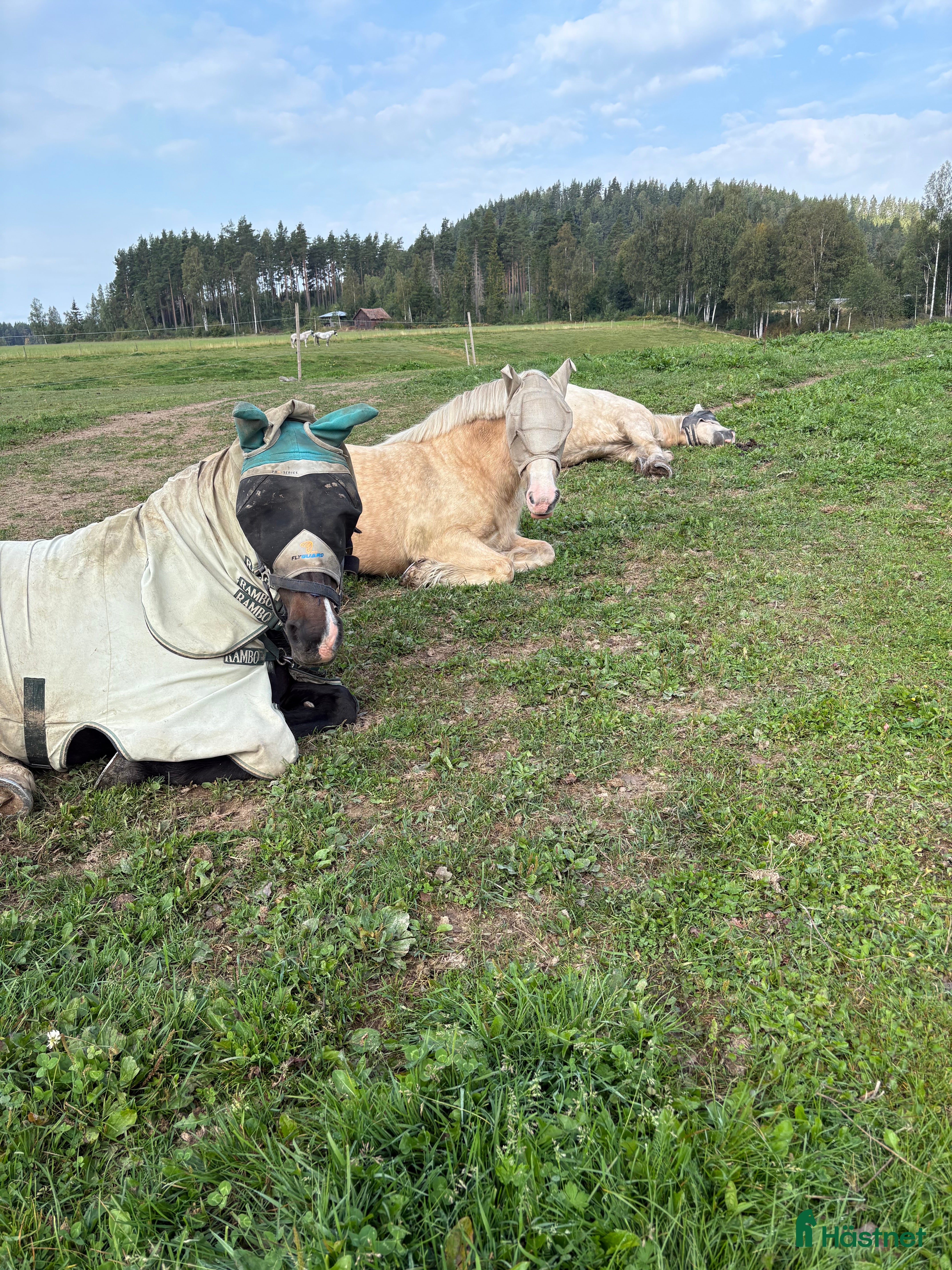  hästar häst/ponnys sökes i Borlänge - Annons 21