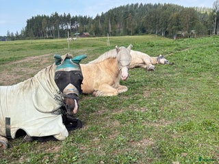 hästar häst/ponnys sökes i Borlänge - Annons 21