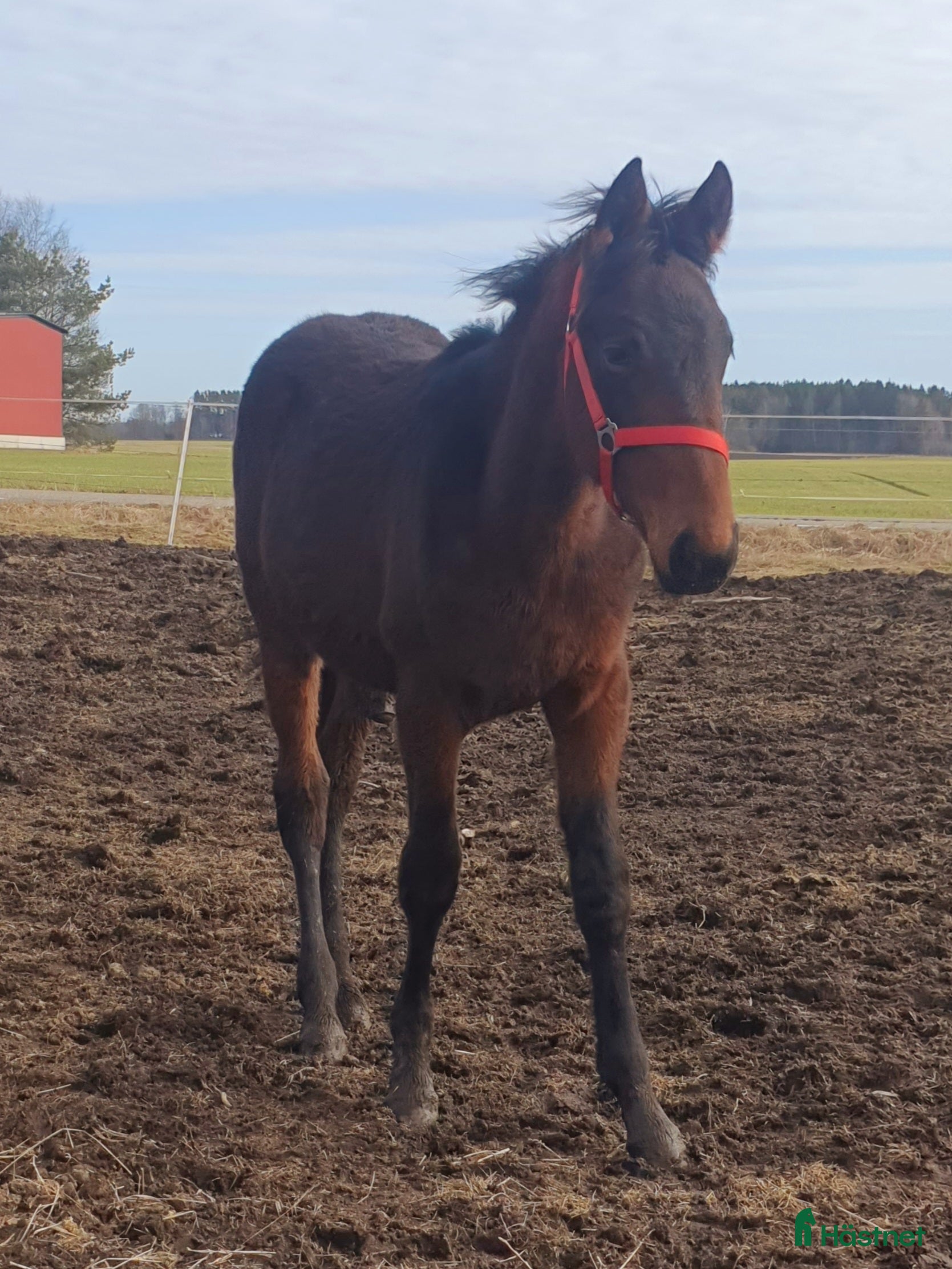  hästar Amerikansk speed möter fransk styrka - Annons 4