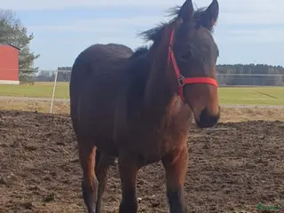 hästar Amerikansk speed möter fransk styrka - Annons 4