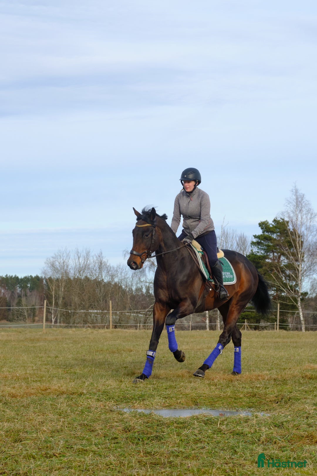  hästservice finnes: Horsemanship, lastning, trygg häst, tillridning mm i Nyköping - Annons 5