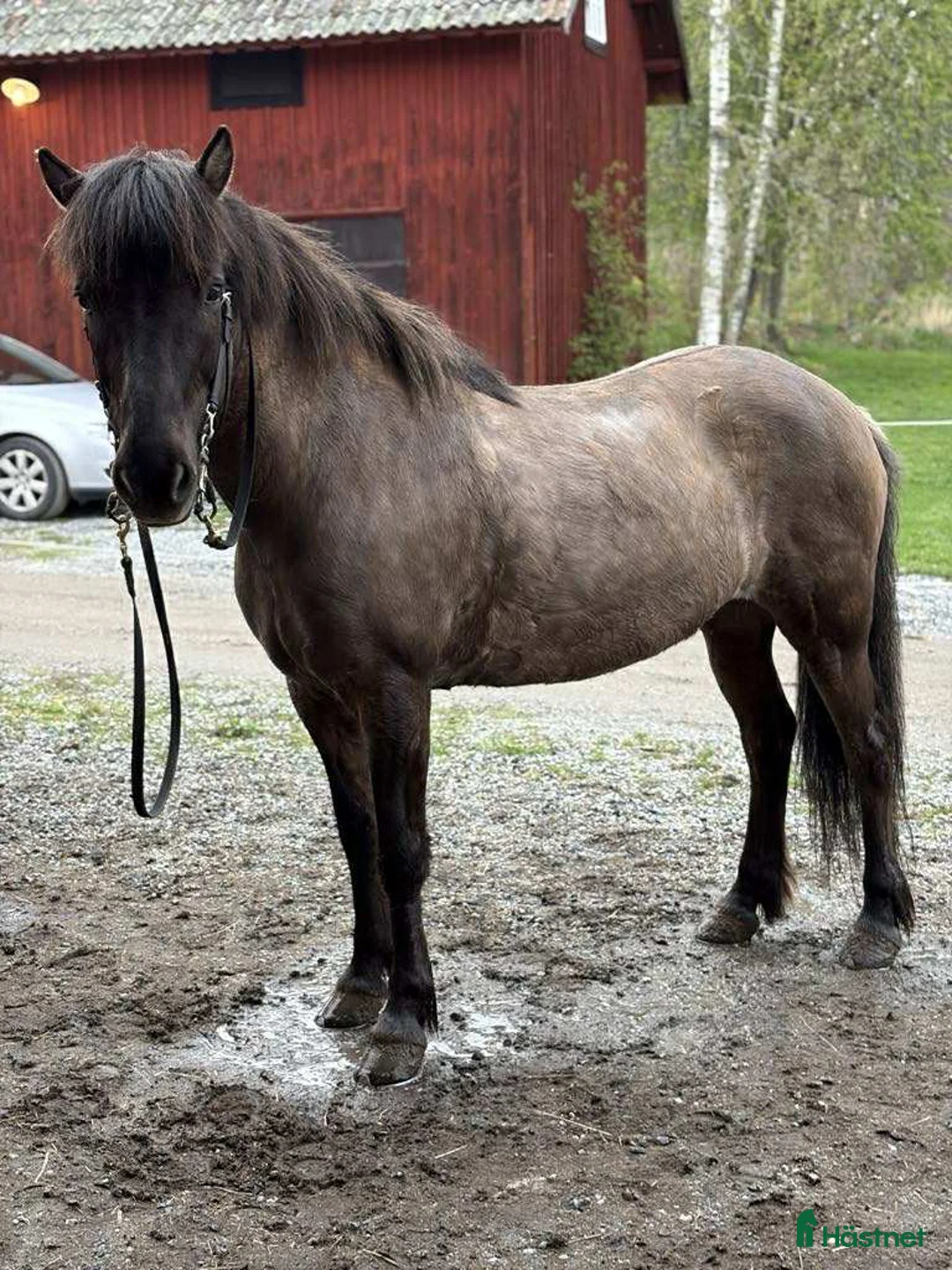 Island hästar till salu: Säljes/bytes - Annons 1