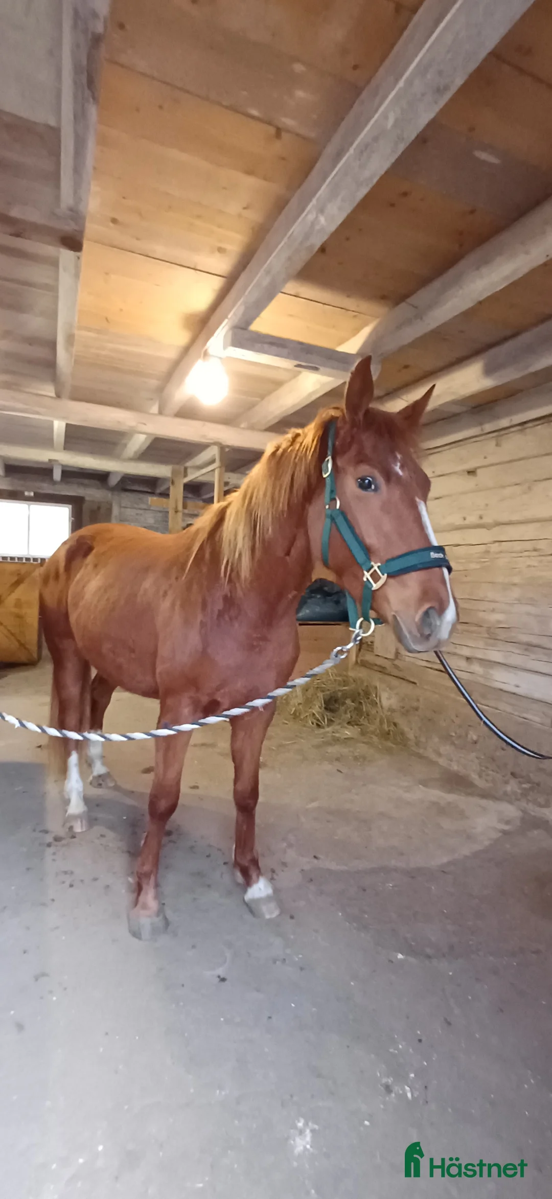 Allround hästar till salu: Unghäst - Annons 2