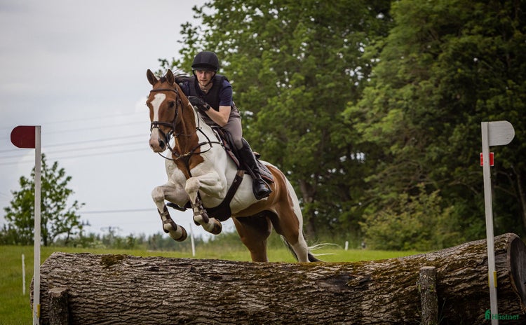  hästar i Löberöd - Annons 4