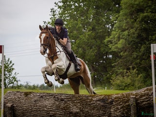 hästar Trevlig häst för hoppning/fälttävlan i Löberöd - Annons 7