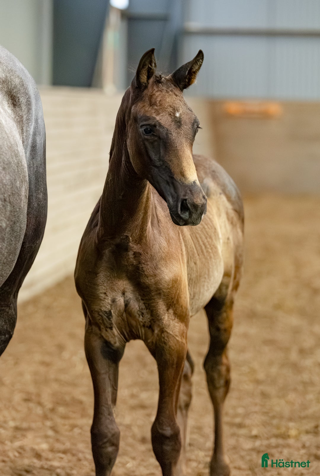 Hoppning hästar till salu: Fantastisk stoföl med stor potential  i Nyköping - Annons 4