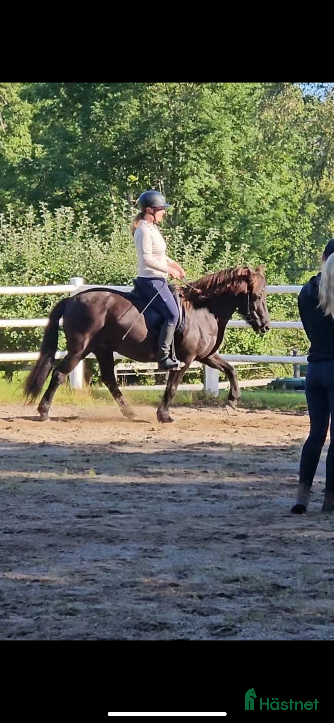 Island hästar till salu: Välutbildat och piggt roligt sto i Värmdö - Annons 3