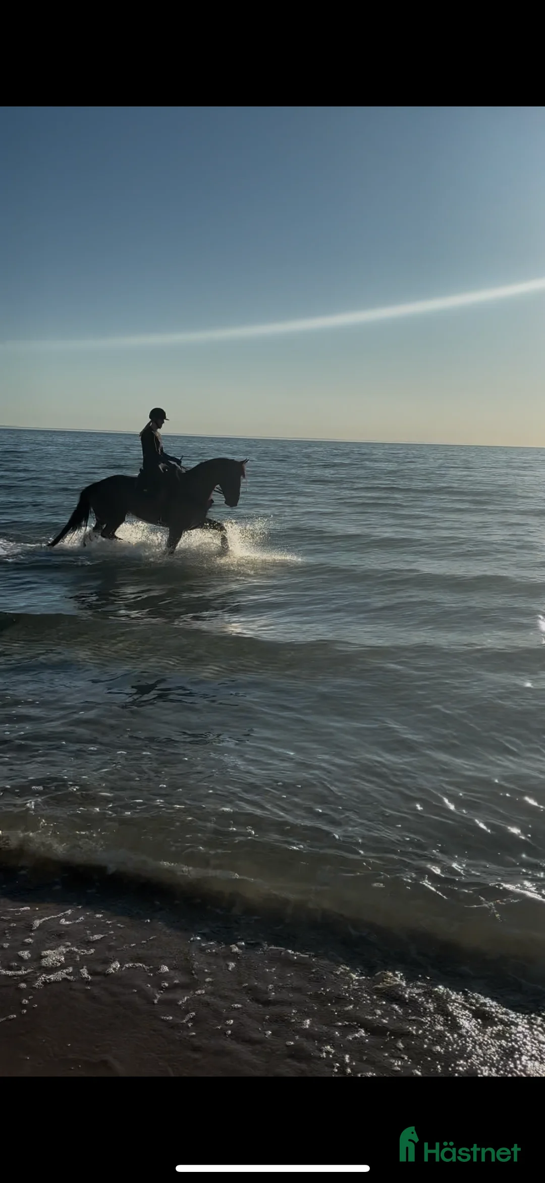 Sällskap hästar till salu: Modig valack till uteritter och sällskap i Visby - Annons 3