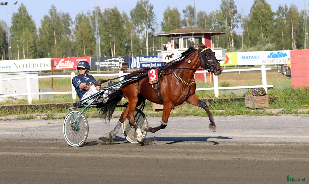 Trav hästar till salu: Starthäst i Piteå - Annons 2
