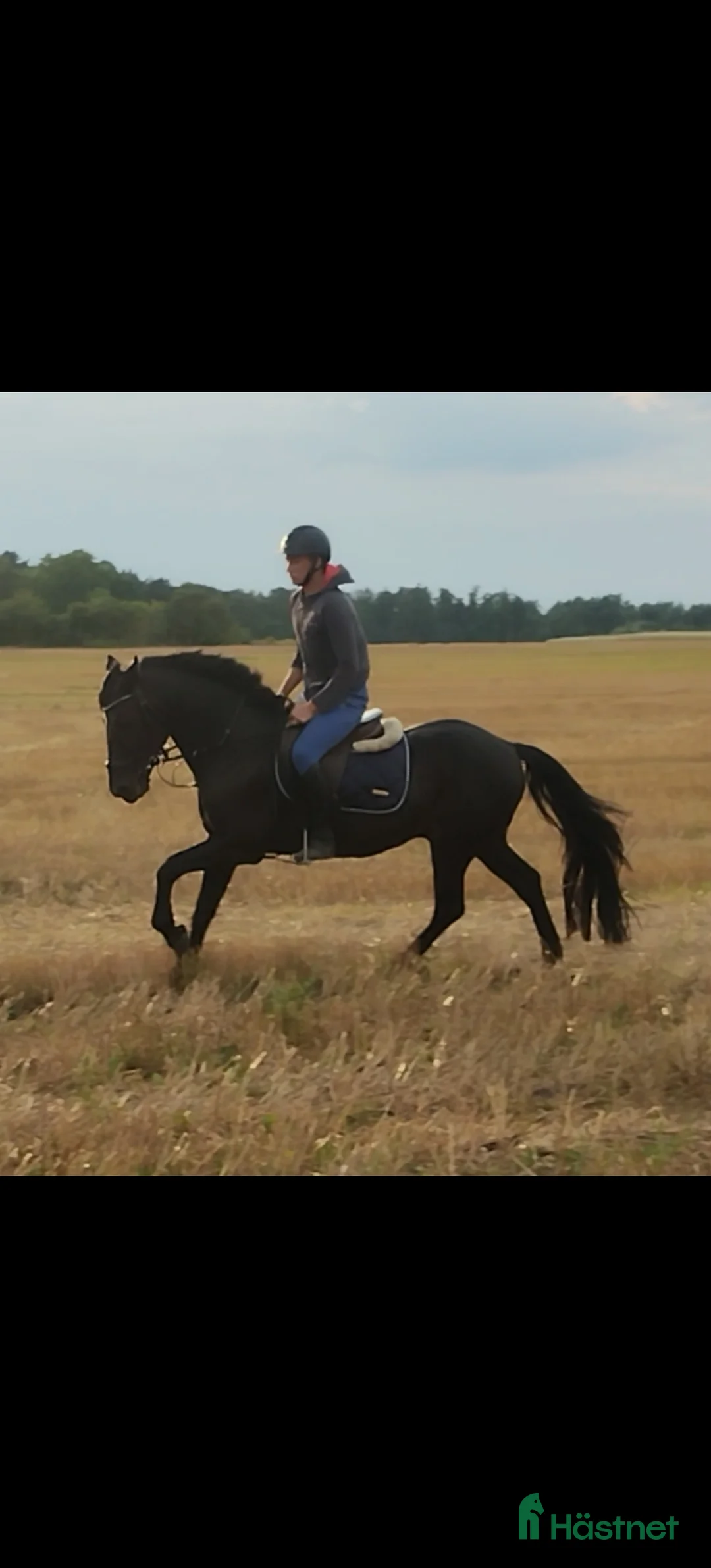 Allround hästar till salu: Charmig snygg connemara!  i Landskrona - Annons 1