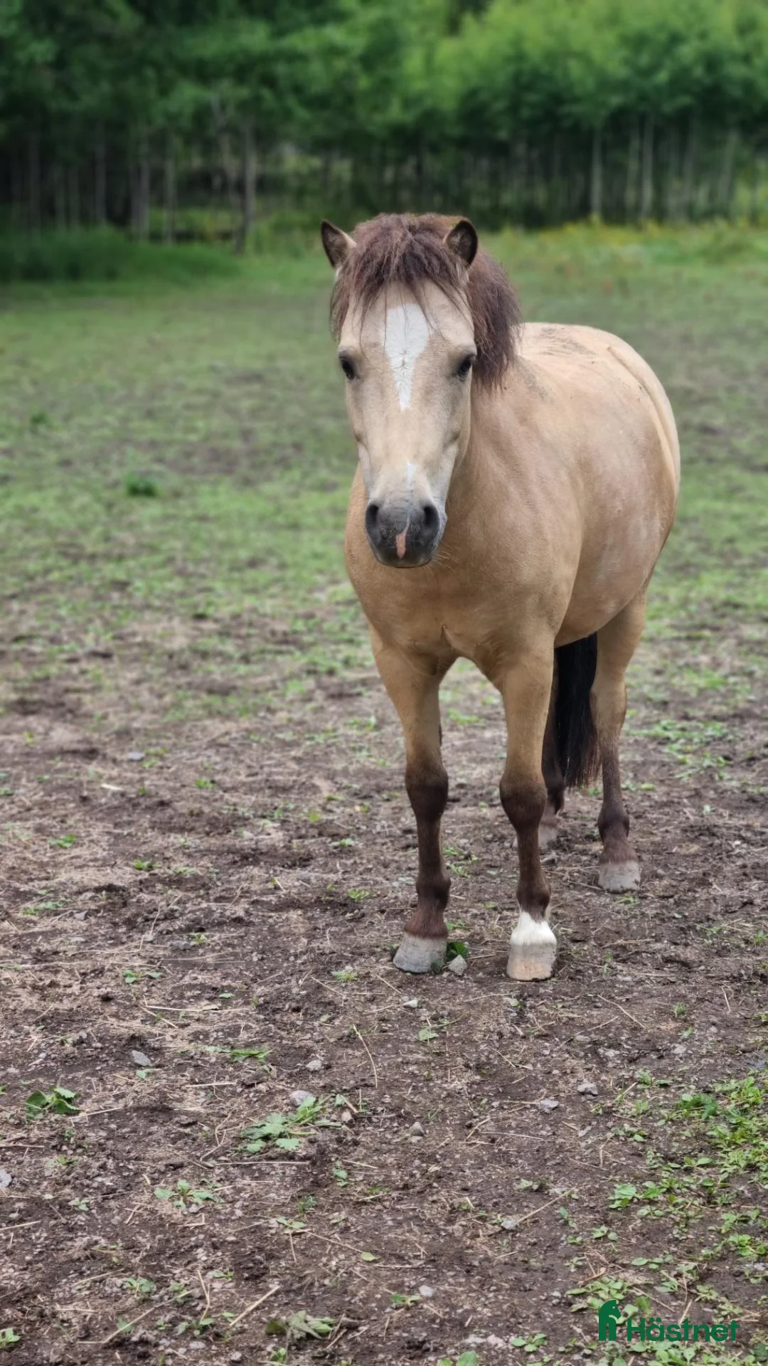 Allround hästar till salu: B-ponny som vill ha kul - Annons 1