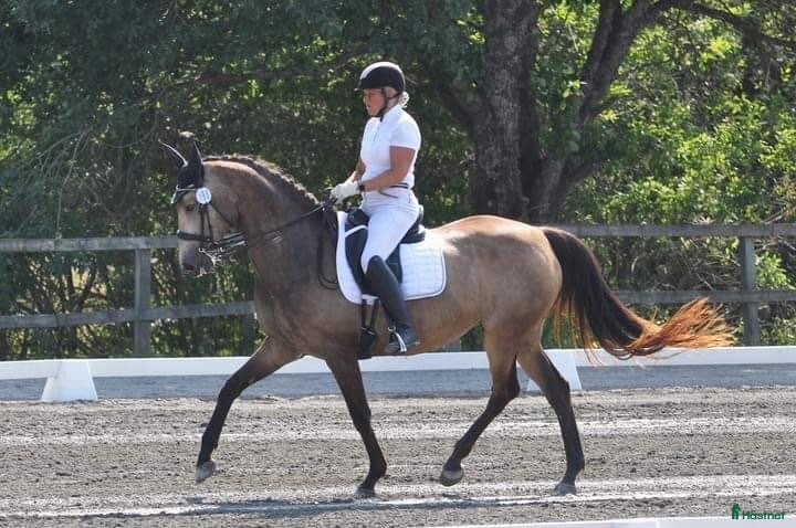  hästar Raviona - MSV A sto med högt avelsvärde - Annons 4