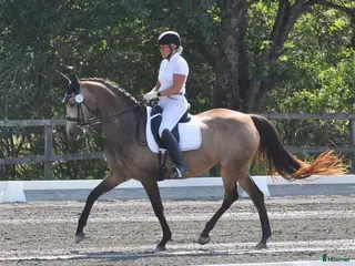 hästar Raviona - MSV A sto med högt avelsvärde - Annons 4