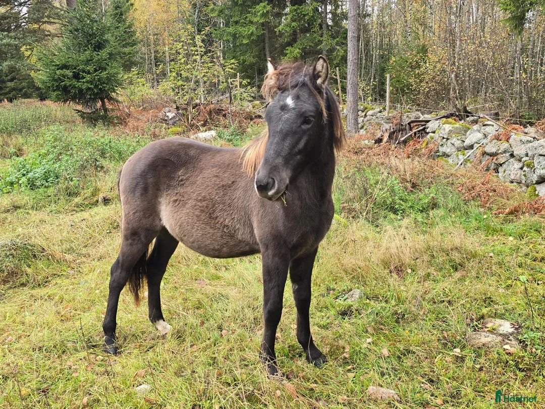 Allround hästar till salu: Trevlig ettåring - Annons 2