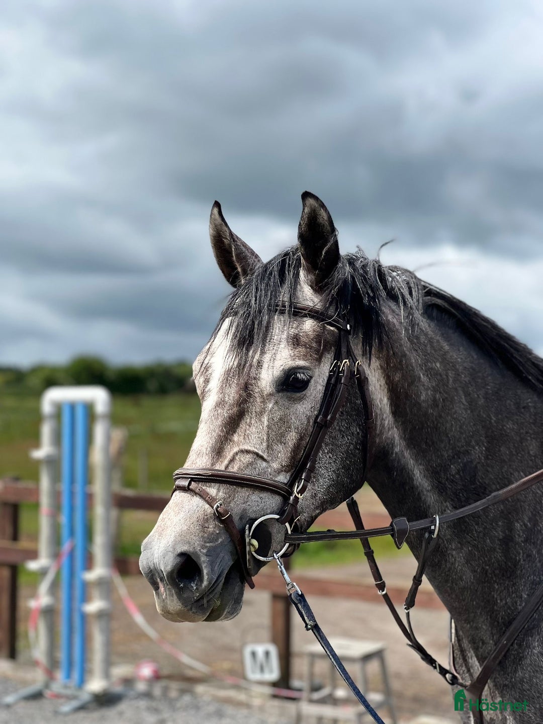 Hoppning hästar till salu: Youngster for sale - Annons 2