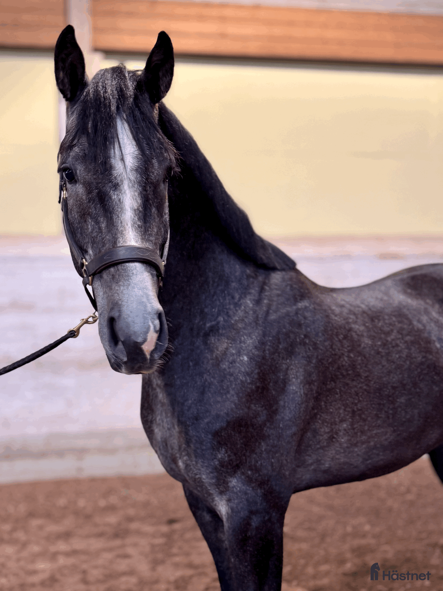  hästar Trevlig 4-åring med allroundpotential - Annons 2