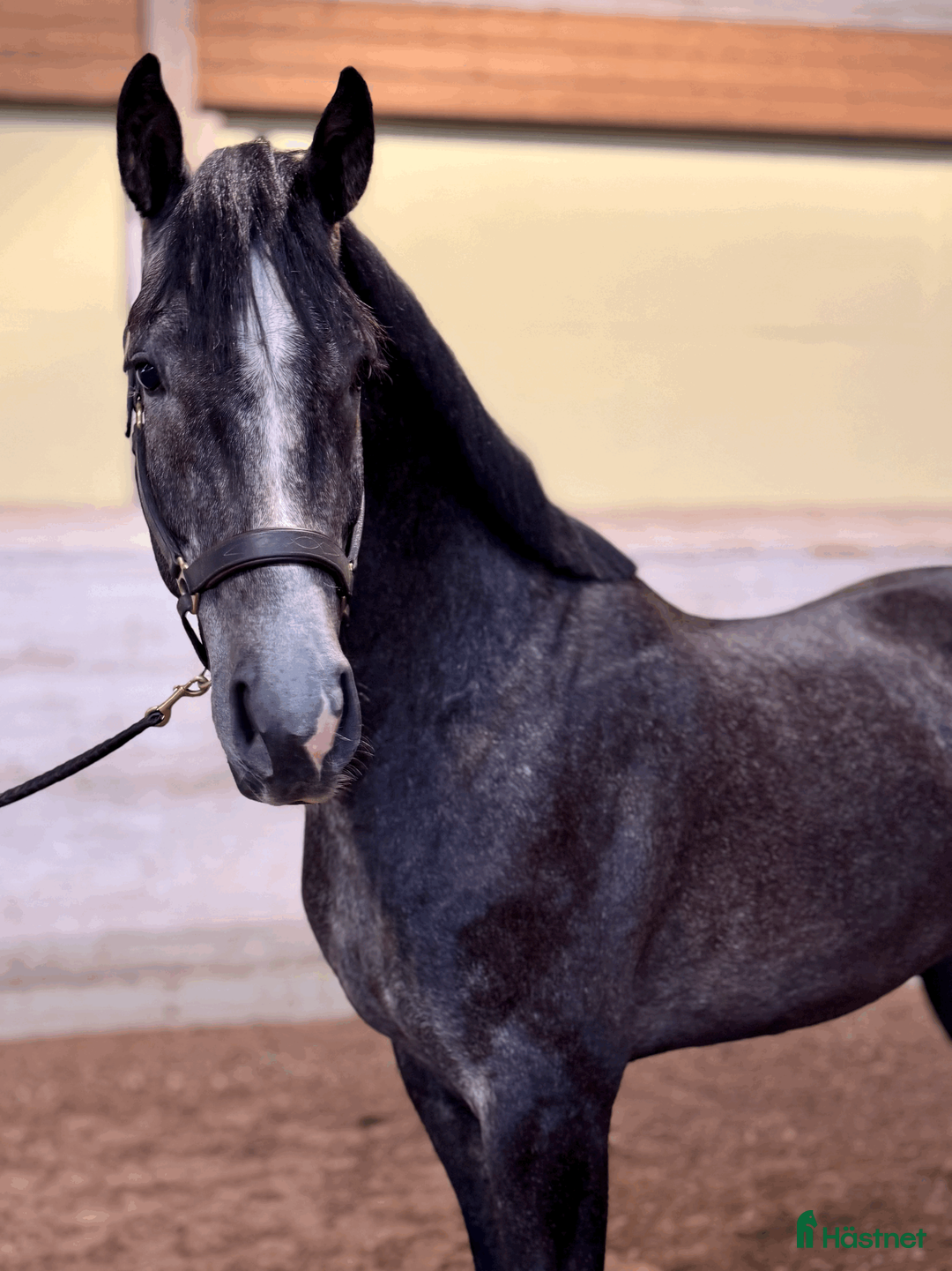 Allround hästar till salu: Trevlig 4-åring med allroundpotential - Annons 2
