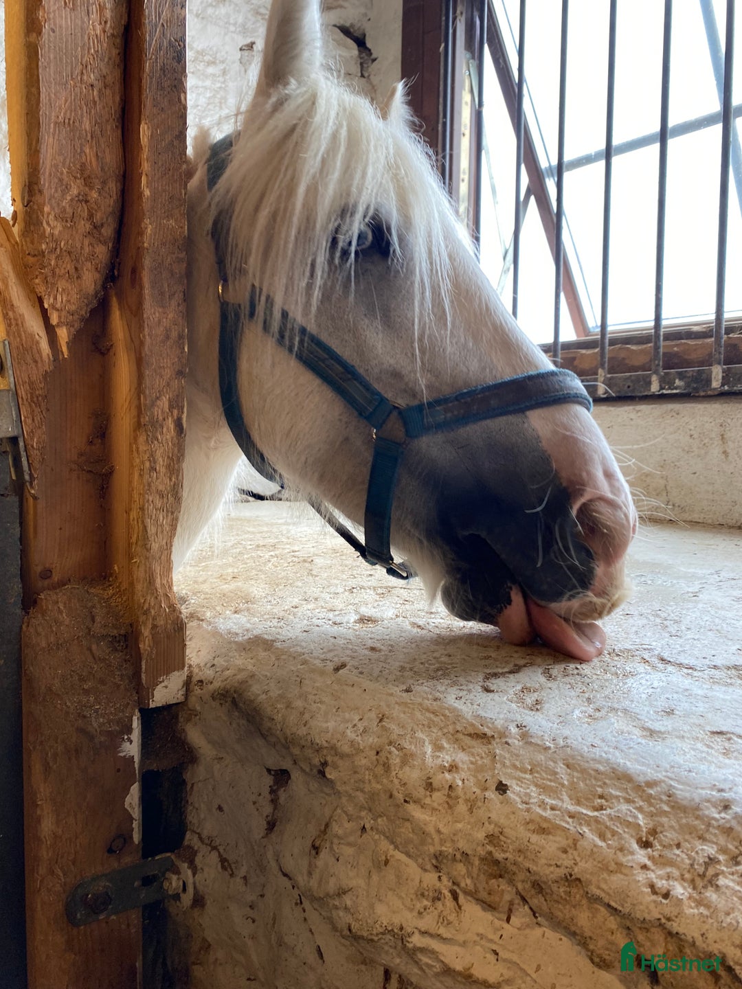 Galleribild {{count}}