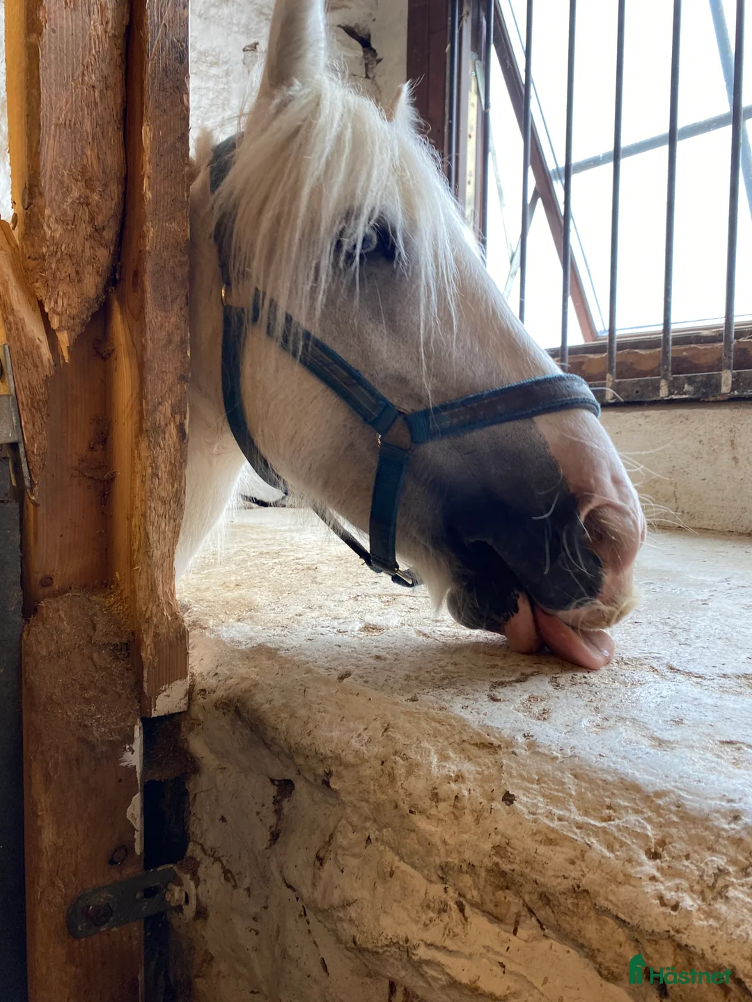 Galleribild {{count}}