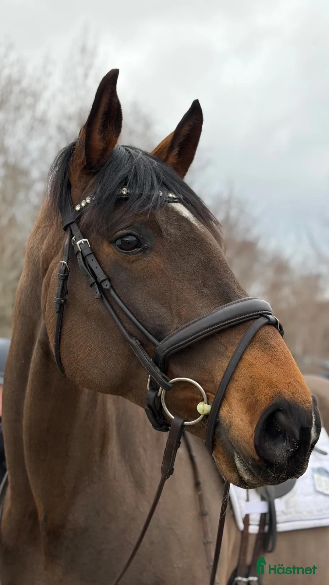 Dressyr hästar till salu: En bästavän att träna och tävla med - Annons 2