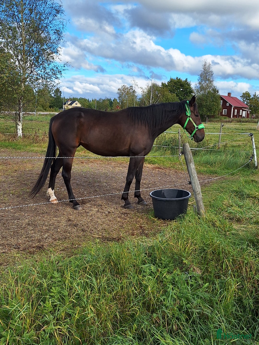  foderhäst finnes: Varmblodssto för foder alt ponny i lånesbyte - Annons 2