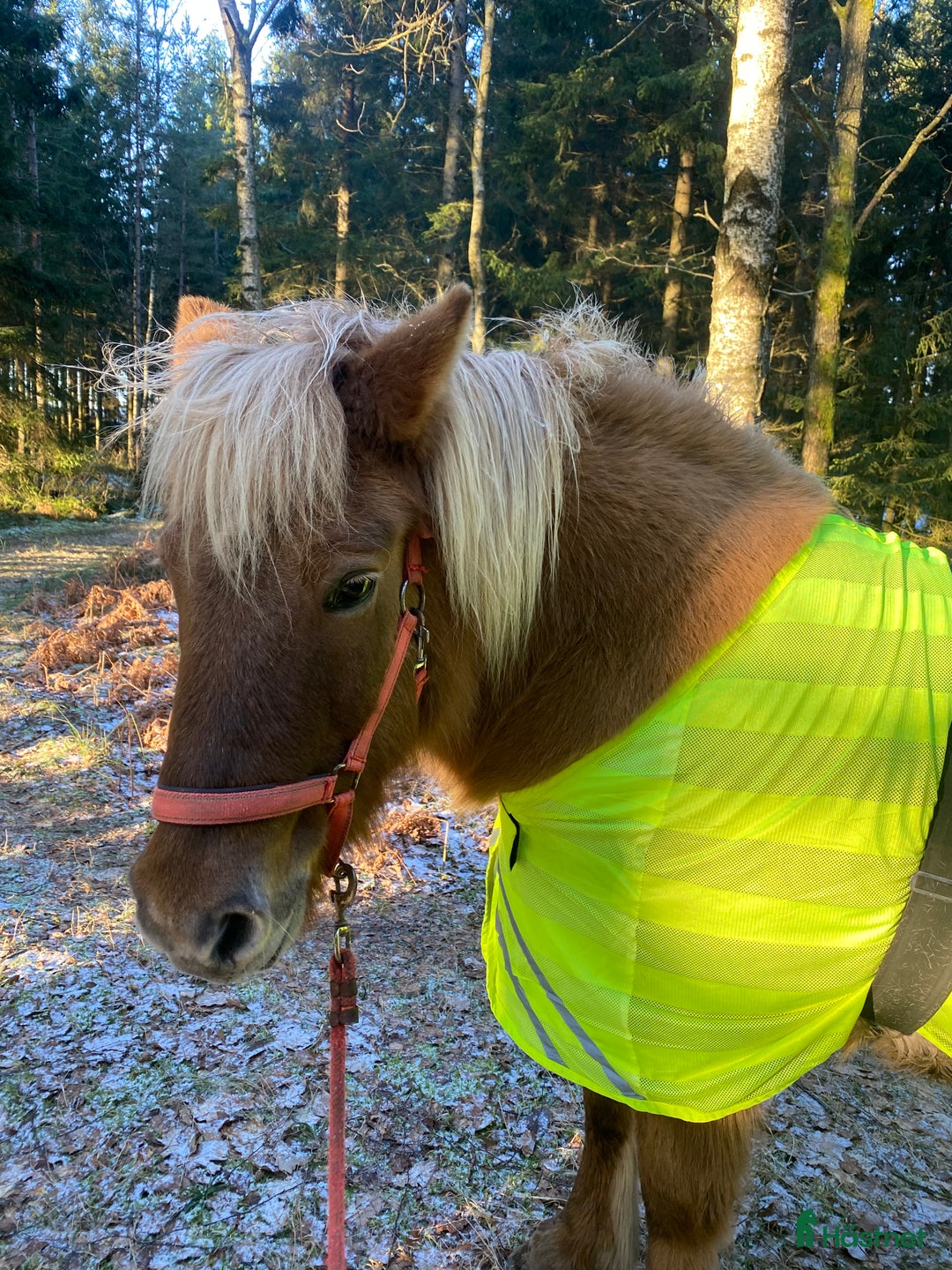 Island hästar till salu: Lugnt och snällt sto i Landvetter - Bild 7