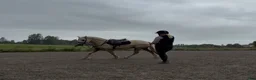 Allround hästar till salu: Lyxig Welsh cob, framtida tävlingsponny! - Annons 8