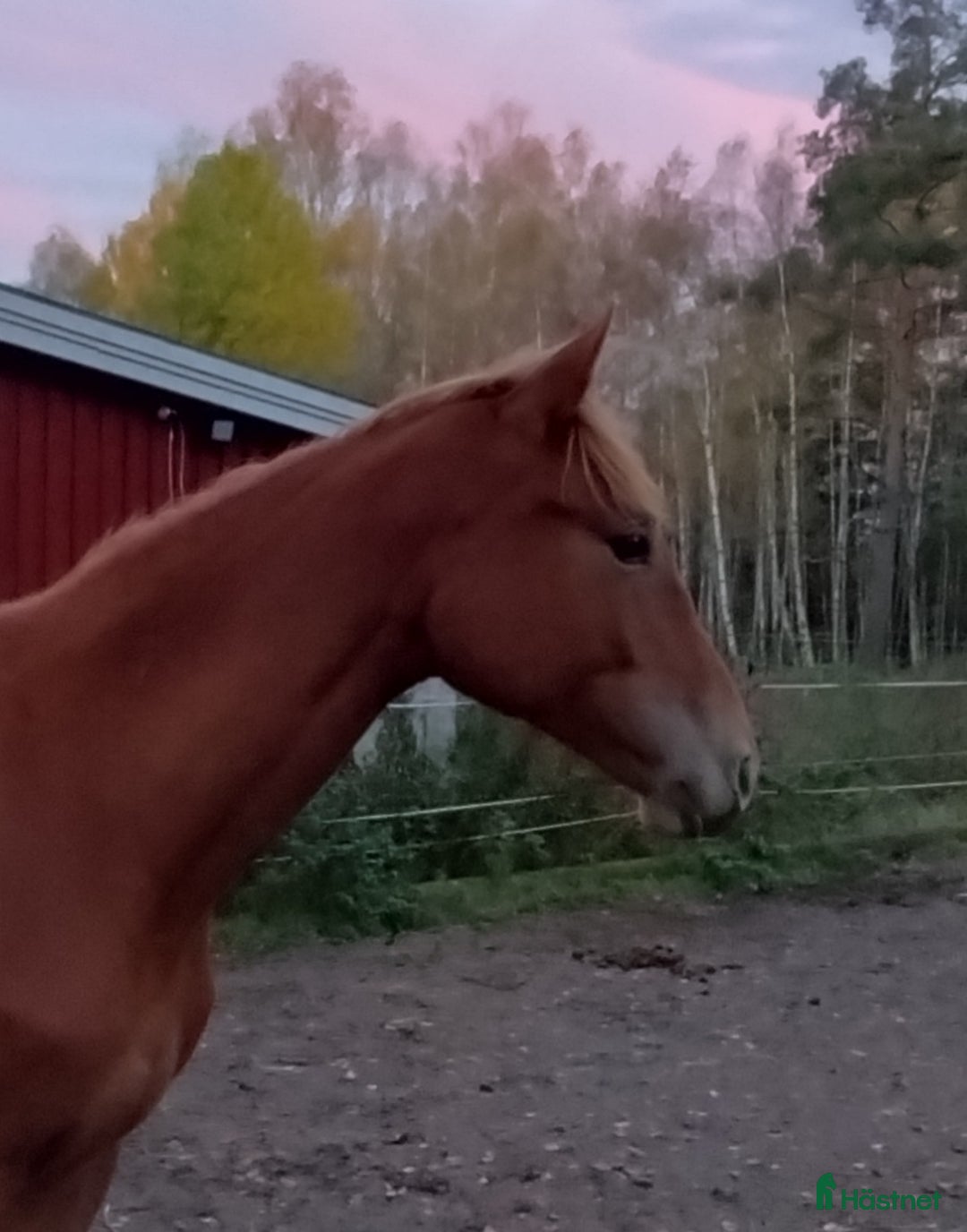 Hoppning hästar till salu: Välstammat sto  i Glava - Annons 2