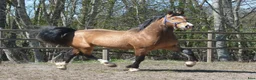 Allround hästar till salu: Magiskt vacker stor welsh cob  - Annons 8