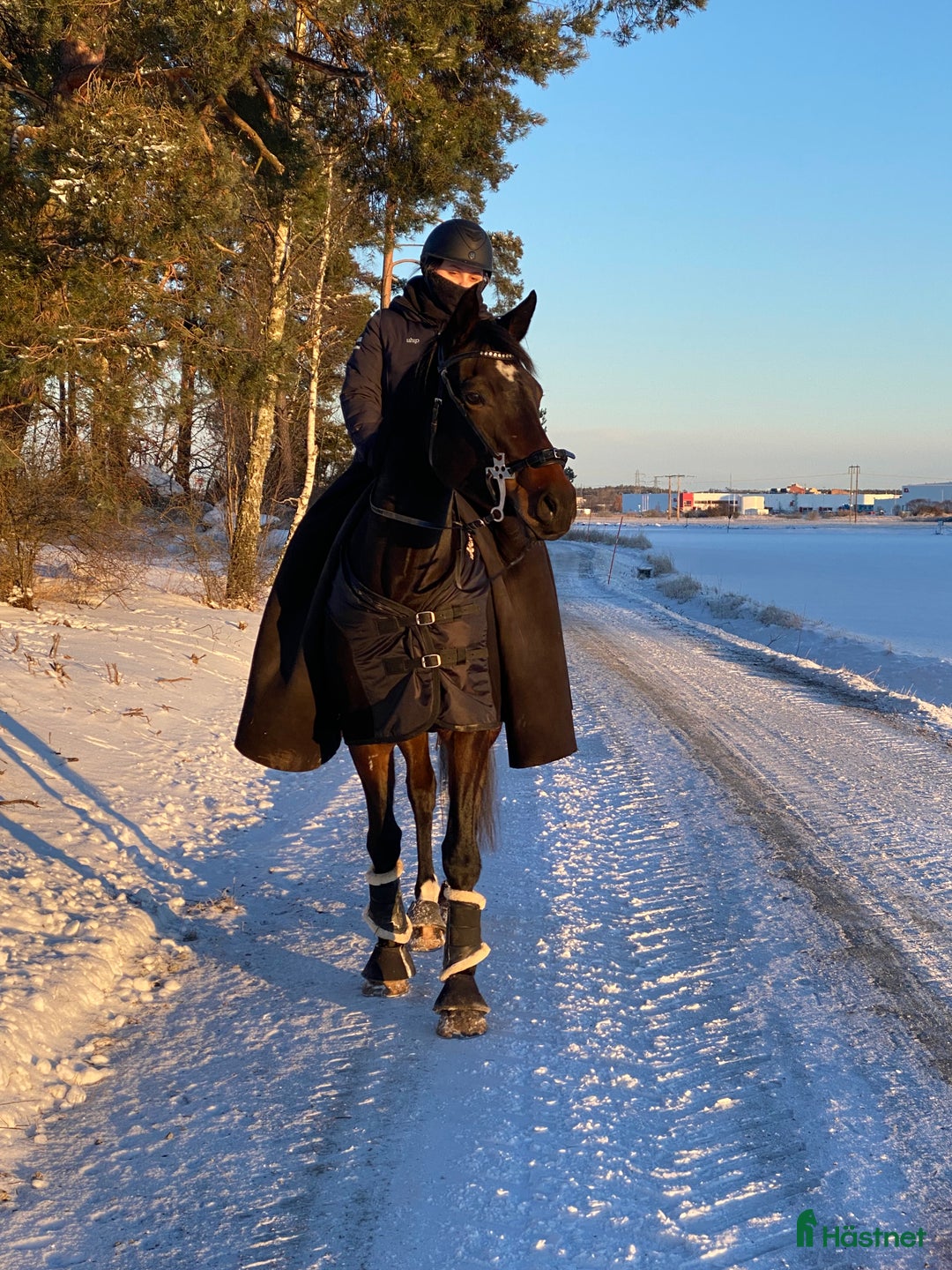 Allround hästar till salu: Vår prinsessa söker sin ryttare - hobbyhäst/avel i Västerås - Annons 4