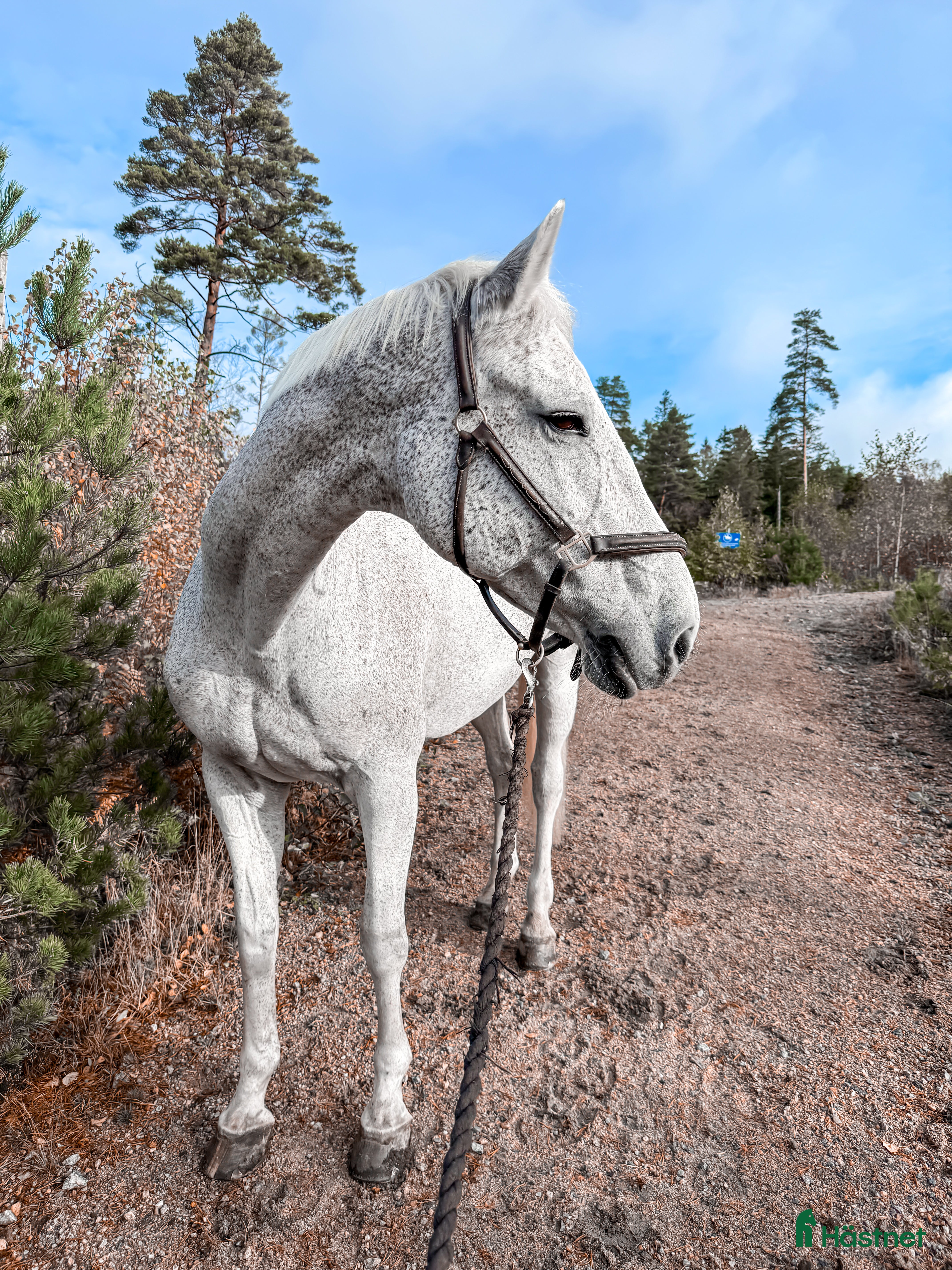  hästar Stjärnhäst söker ryttare i Stenkullen - Annons 21
