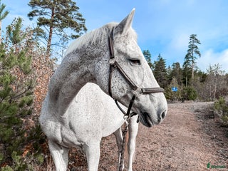 hästar Stjärnhäst söker ryttare i Stenkullen - Annons 19