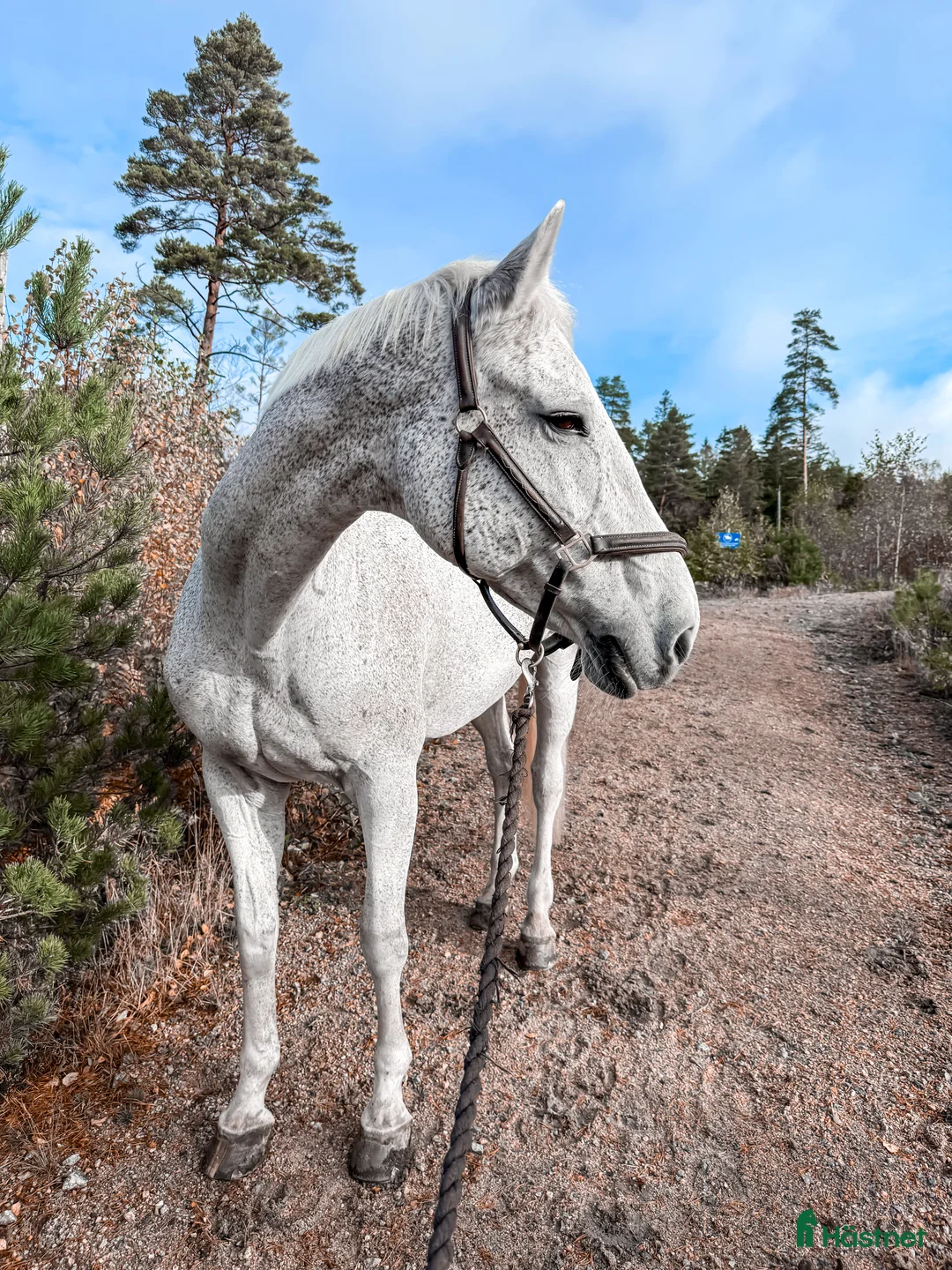 Allround hästar sökes: Stjärnhäst söker ryttare i Stenkullen - Annons 1