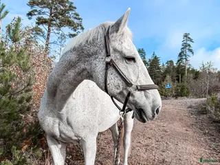 Allround hästar sökes: Stjärnhäst söker ryttare i Stenkullen - Annons 2