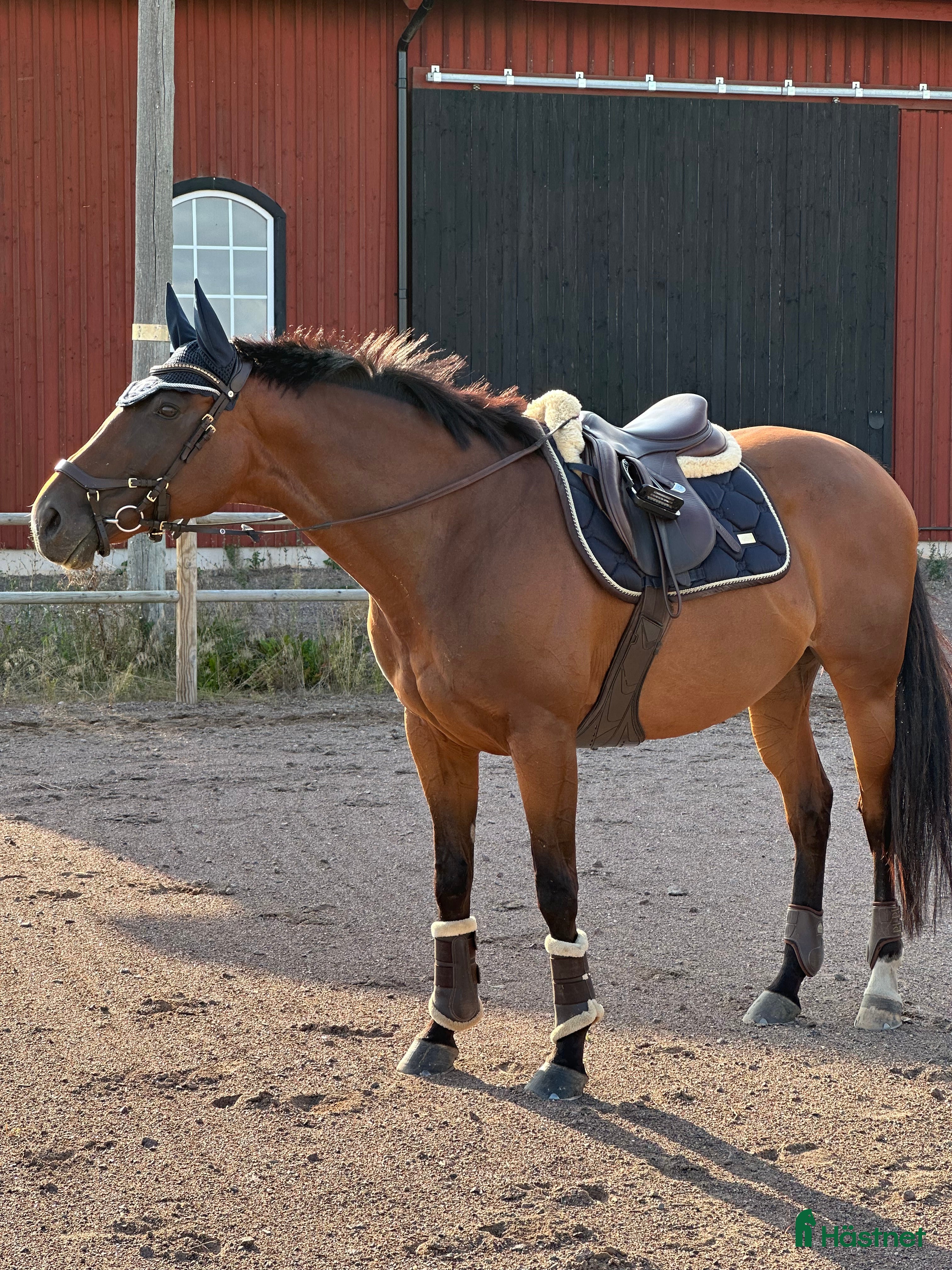  hästar Fina Wilma behöver nytt hem - Annons 2