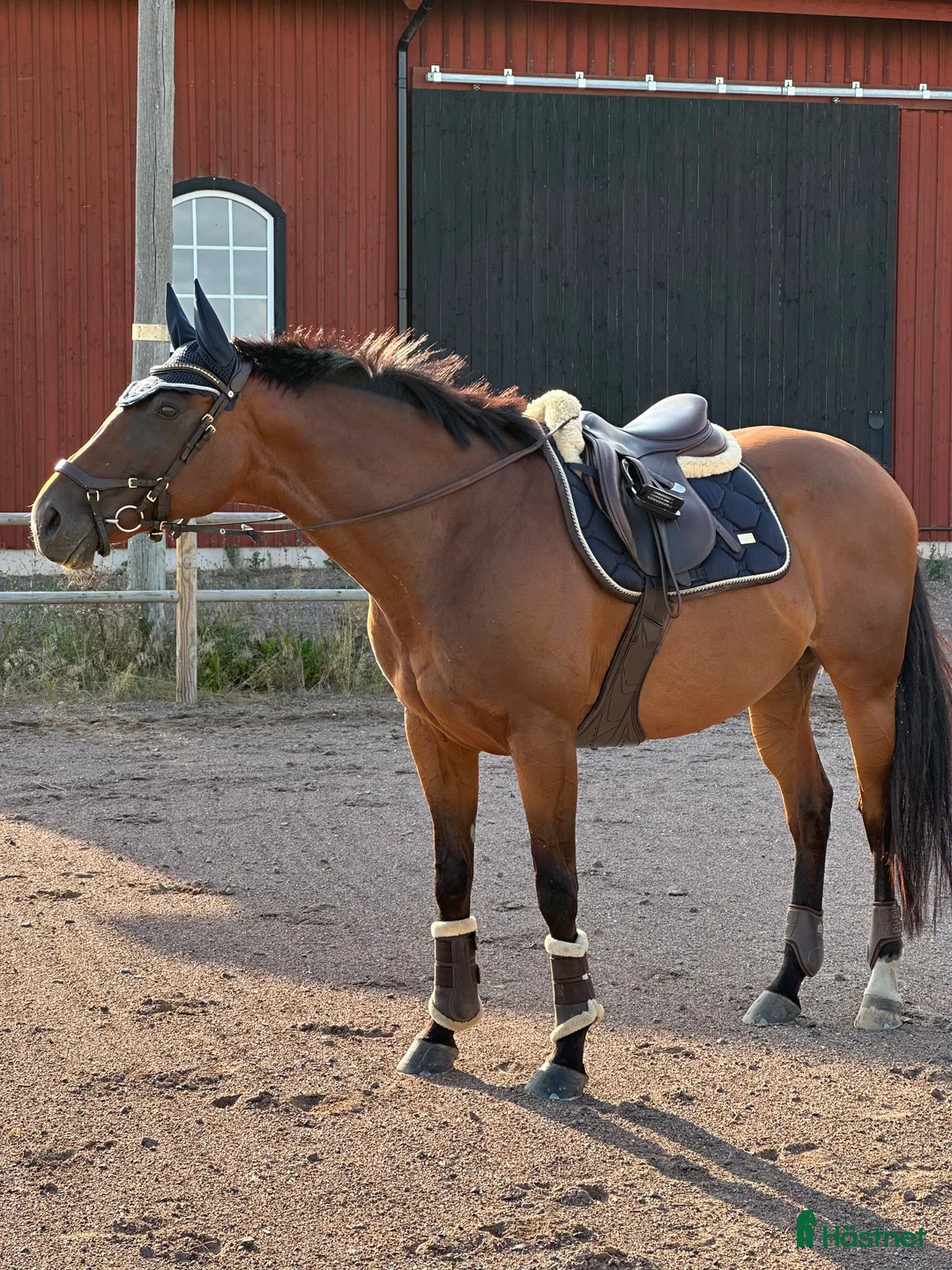 Allround hästar till salu: Fina Wilma behöver nytt hem - Annons 1