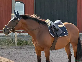 hästar Fina Wilma behöver nytt hem - Annons 3