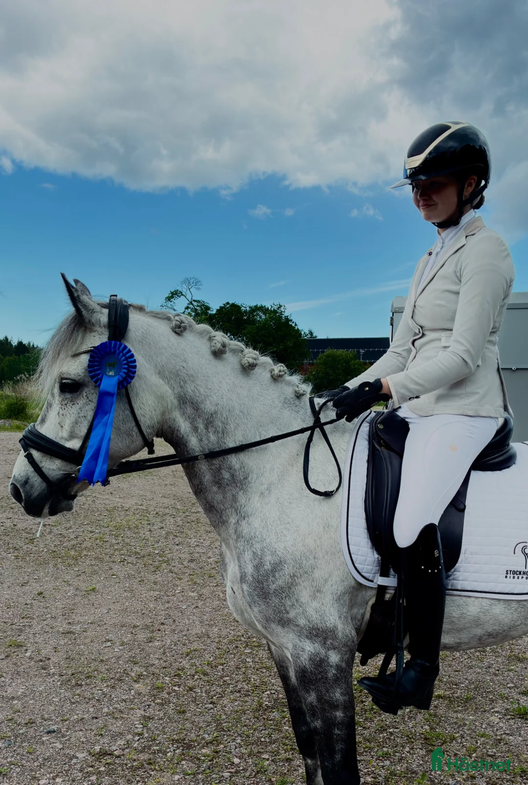 Allround hästar till salu: Valack med utstrålning🦄 - Annons 2