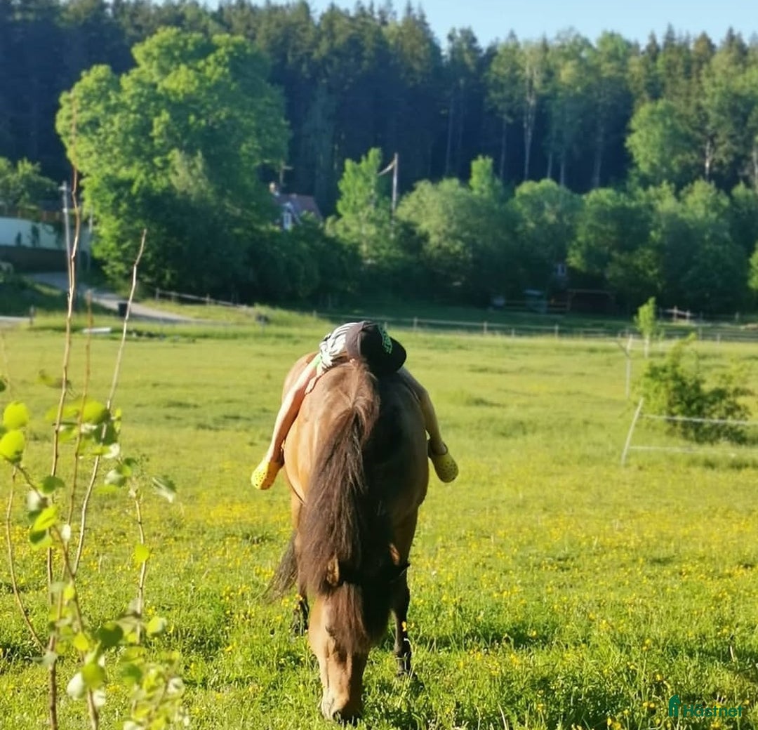 Island hästar till salu: Extremt snällt sto.  i Södertälje - Annons 3