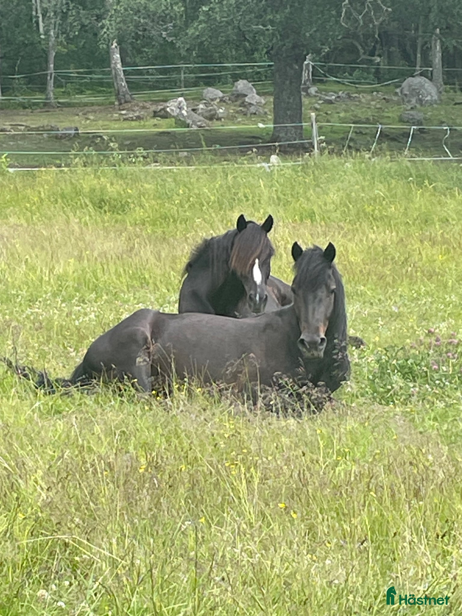  stallplats Lösdrift för valack, egen box. Ridhus. - Annons 2