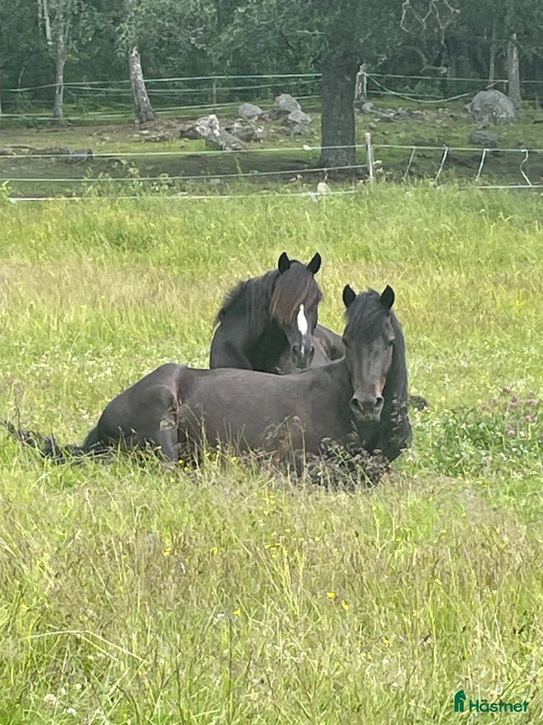  stallplats finnes: Lösdrift för valack, egen box. Ridhus. i Nykvarn - Annons 2