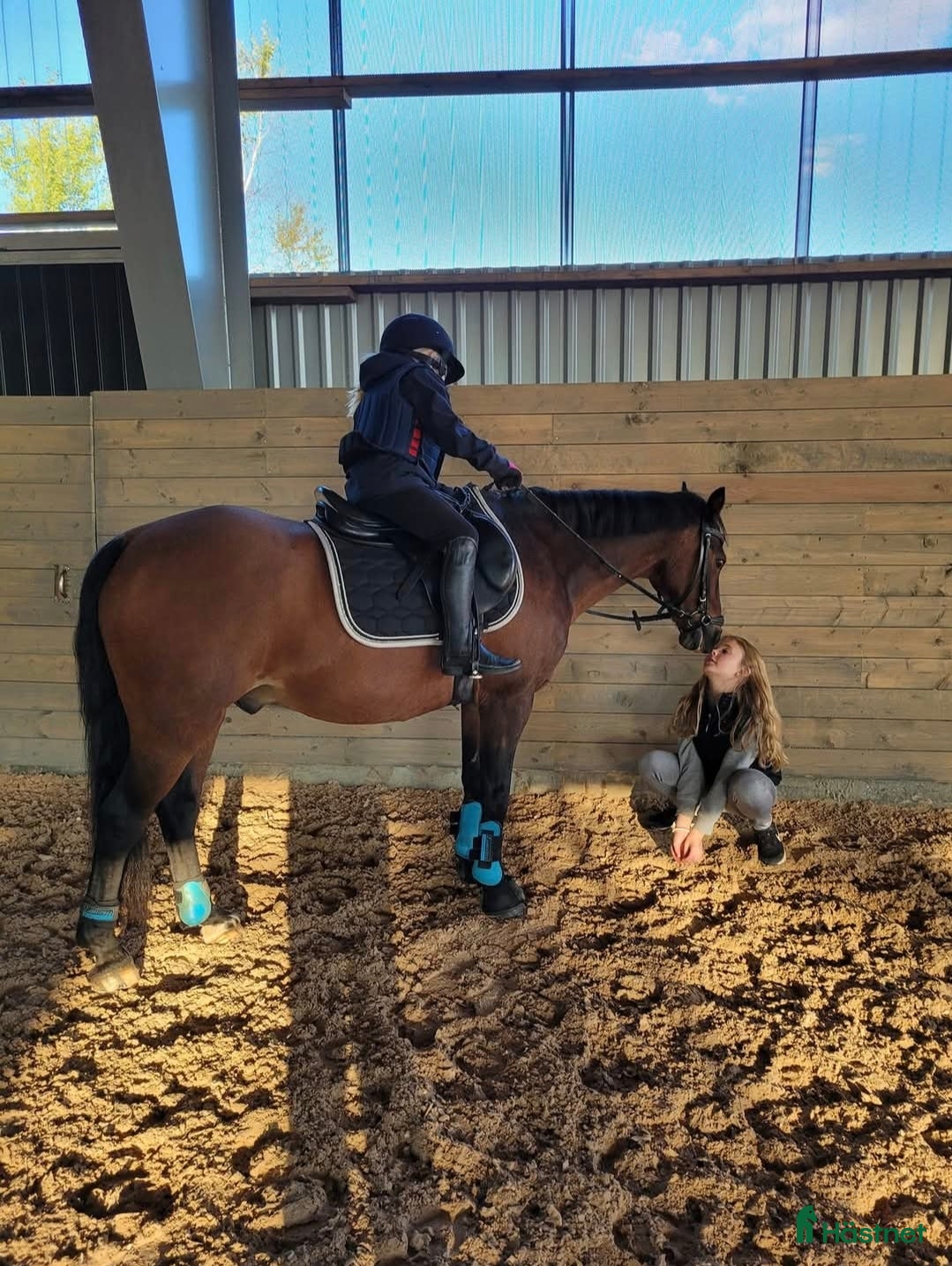  hästar Maxad C eller D-ponny till förevigt hem. - Annons 16