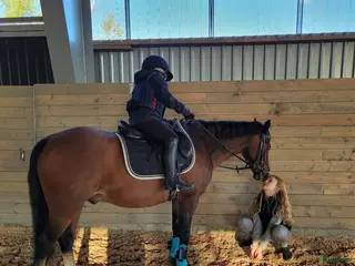 hästar Maxad C eller D-ponny till förevigt hem. - Annons 16