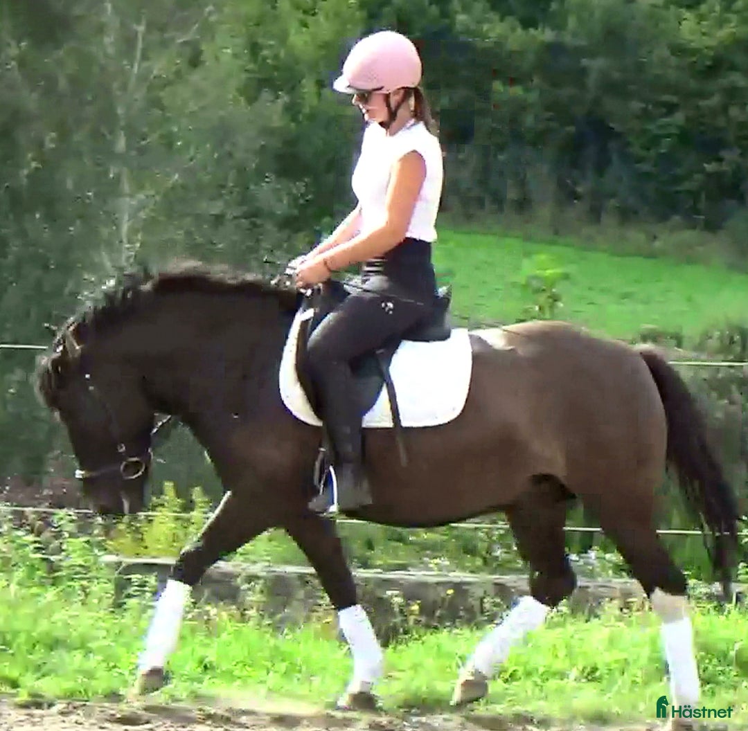 Allround hästar till salu: The talented Pony you’re looking for! i Örsundsbro - Annons 9